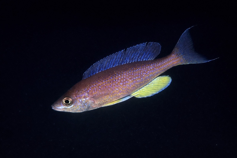 Cyprichromis pavo 'Molwe'